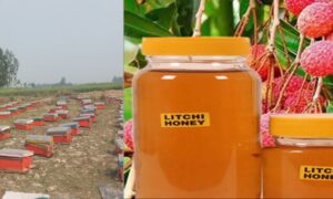 Pure Litchi Honey in Ramnagar