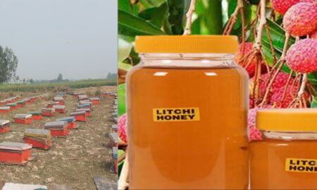 Pure Litchi Honey in Ramnagar