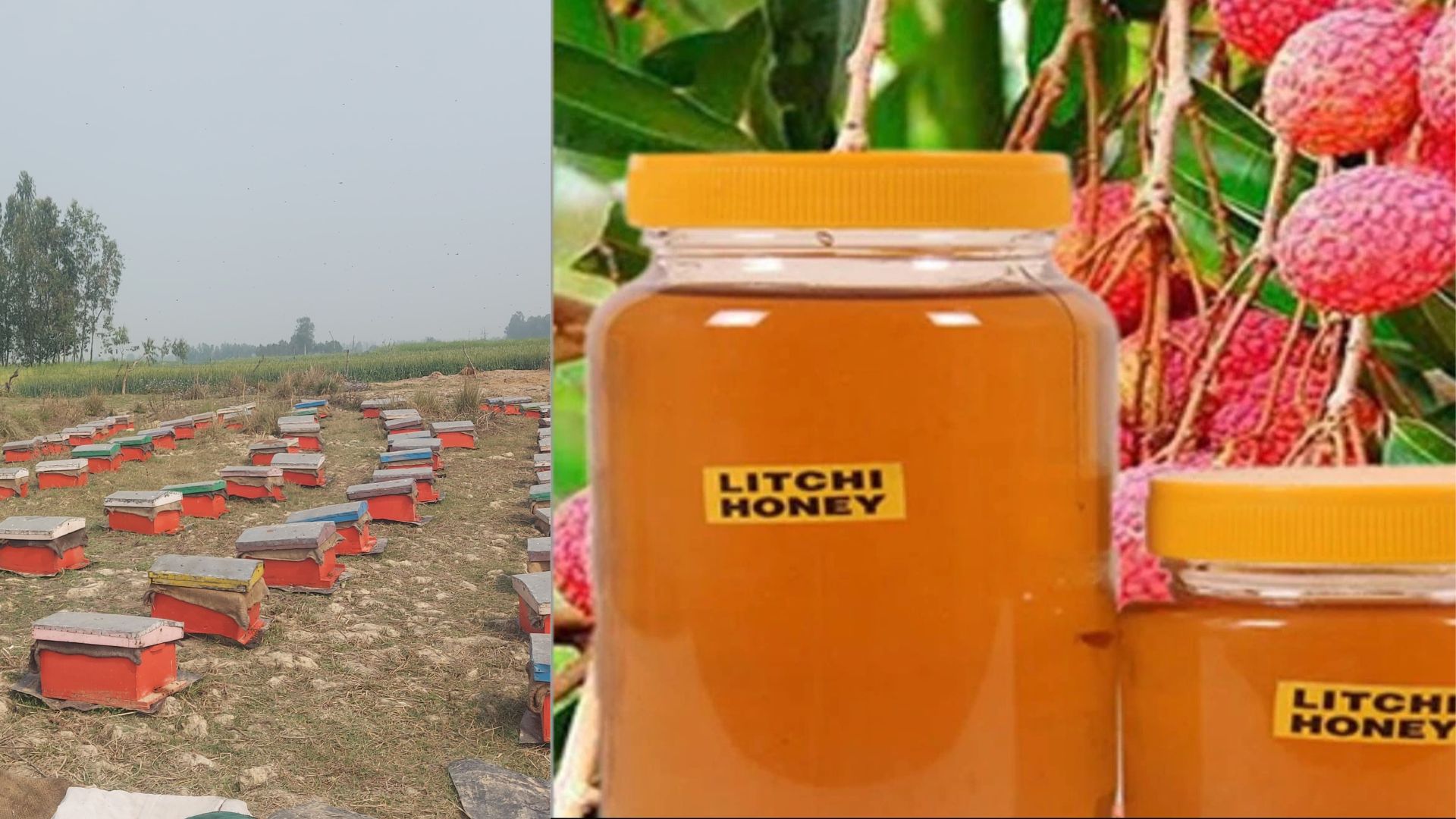 Pure Litchi Honey in Ramnagar